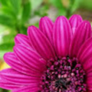 Meet your Posher, Ellie